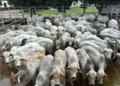 Tocantins registra lote de Nelore com média de 20,7 arrobas em Bandeirantes