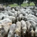 Tocantins registra lote de Nelore com média de 20,7 arrobas em Bandeirantes