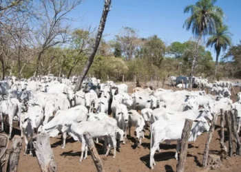 Órgãos federais mantêm processo de retirada de gado da Ilha do Bananal após prazo não cumprido