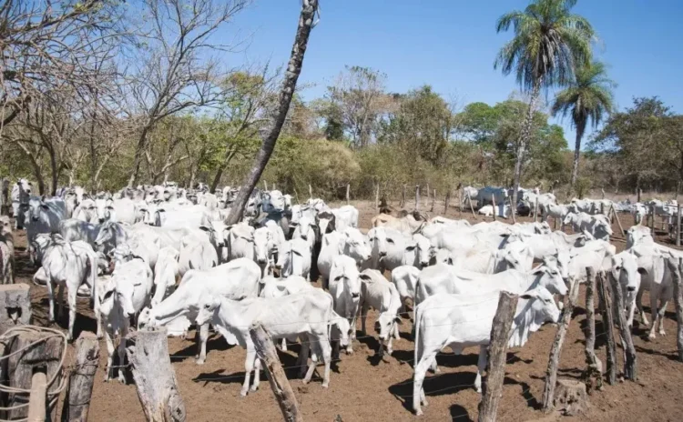 Órgãos federais mantêm processo de retirada de gado da Ilha do Bananal após prazo não cumprido