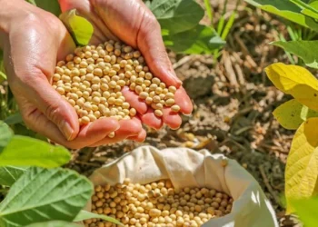 Tocantins consolida protagonismo no avanço da safra 2025/26 e reforça papel estratégico na produção de grãos