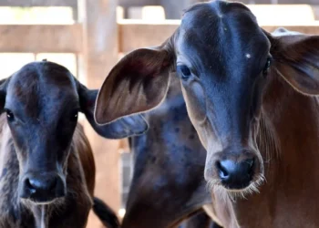 Campanha contra a brucelose supera meta e protege mais de 350 mil bezerras no Tocantins