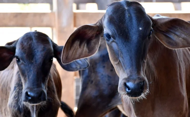 Campanha contra a brucelose supera meta e protege mais de 350 mil bezerras no Tocantins