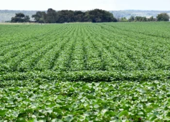 Produtores têm até 15 de março para plantar algodão safrinha e cadastrar área na Adapec