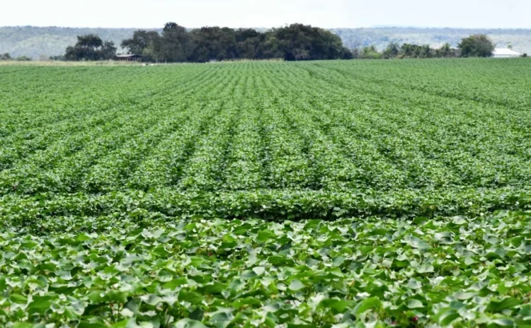 Produtores têm até 15 de março para plantar algodão safrinha e cadastrar área na Adapec