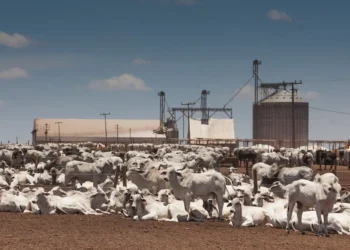 Descompasso entre boi gordo e carne atinge maior nível em 24 anos em janeiro