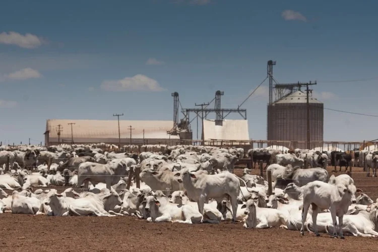 Descompasso entre boi gordo e carne atinge maior nível em 24 anos em janeiro