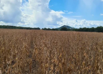 Frísia orienta produtores sobre cadastro obrigatório da soja da safra 2025/2026 no Tocantins