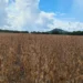 Frísia orienta produtores sobre cadastro obrigatório da soja da safra 2025/2026 no Tocantins