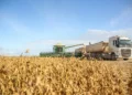 Safra de grãos avança em área no MATOPIBA, mas produção apresenta ritmos distintos