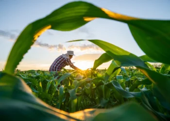 Indenizações do Proagro passam a ter limite com nova regra do Banco Central