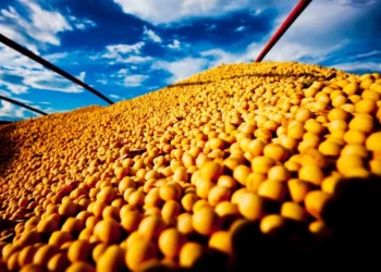 Com clima mais estável, Rally da Safra estima safra de soja em 182,2 milhões de toneladas