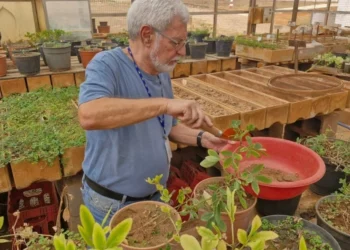Embrapa identifica gene que coloca plantas em “estado de alerta” e amplia resistência a doenças e seca