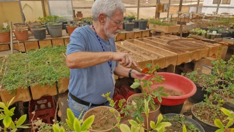 Embrapa identifica gene que coloca plantas em “estado de alerta” e amplia resistência a doenças e seca