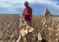 Lei de Mato Grosso que retira incentivos fiscais leva gigantes do agro a deixar a Moratória da Soja