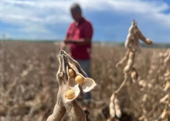 Lei de Mato Grosso que retira incentivos fiscais leva gigantes do agro a deixar a Moratória da Soja
