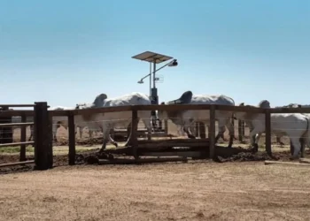 Pesagem do gado ainda é exceção no Brasil e impacta diretamente o resultado da fazenda