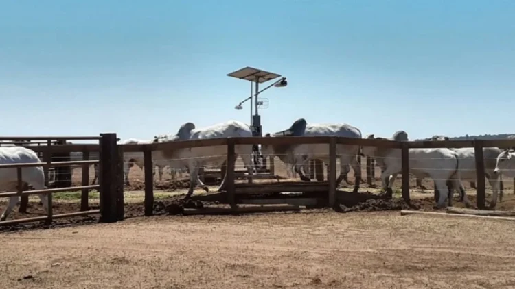 Pesagem do gado ainda é exceção no Brasil e impacta diretamente o resultado da fazenda