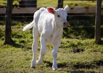 Como reconhecer vacas amojando no pasto maternidade e proteger a cria