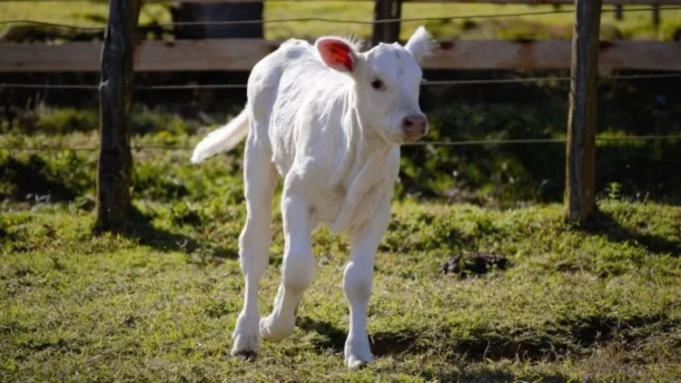 Como reconhecer vacas amojando no pasto maternidade e proteger a cria