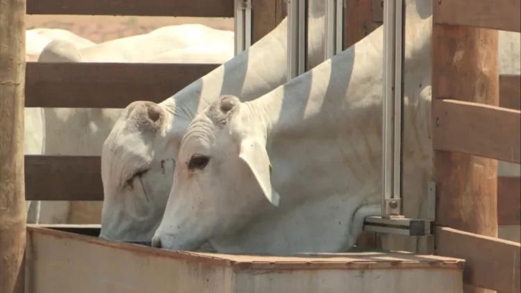 Especialista aponta vacinação e manejo correto como chave para prevenir botulismo na pecuária
