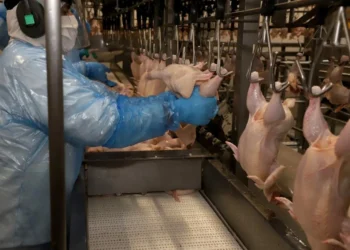 Com 5,3 milhões de toneladas, exportações de frango alcançam maior volume da história