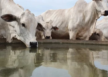 Água limpa é fator decisivo para o desempenho do rebanho e a sustentabilidade da pecuária no Tocantins