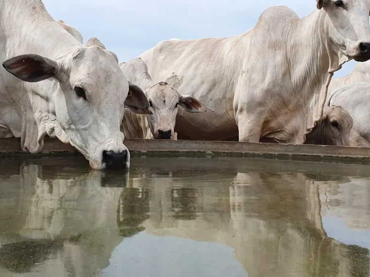 Água limpa é fator decisivo para o desempenho do rebanho e a sustentabilidade da pecuária no Tocantins