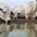 Água limpa é fator decisivo para o desempenho do rebanho e a sustentabilidade da pecuária no Tocantins