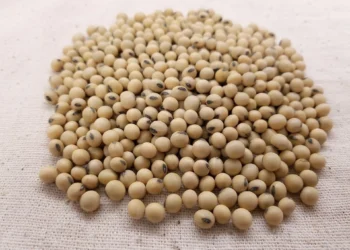 Embrapa promove curso para elevar padrão tecnológico da produção de sementes de soja