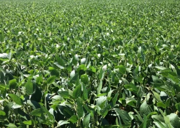 Alta em Chicago, dólar firme e prêmios melhores sustentam cotações no mercado doméstico