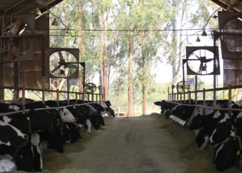 Girolando bate três recordes de registros em 2025, com quase 114 mil animais