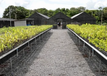 Distribuição de mudas do Cerrado impulsiona recuperação de bacias hidrográficas no Tocantins