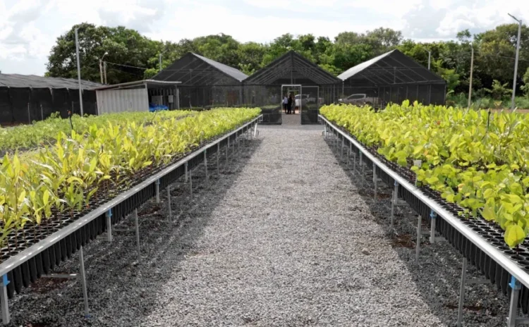 Distribuição de mudas do Cerrado impulsiona recuperação de bacias hidrográficas no Tocantins