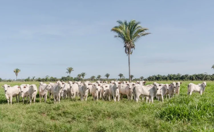 Transferência de animais na mesma propriedade passa a ter regras e custos definidos no Tocantins