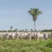 Transferência de animais na mesma propriedade passa a ter regras e custos definidos no Tocantins