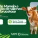Curso capacita produtores em manejo e aplicação de vacinas contra brucelose em Santa Tereza e Ananás