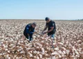 Nova Instrução Normativa redefine calendário de plantio e vazio sanitário do algodão no Tocantins