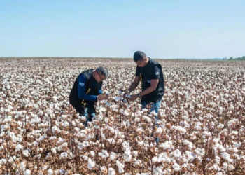 Nova Instrução Normativa redefine calendário de plantio e vazio sanitário do algodão no Tocantins