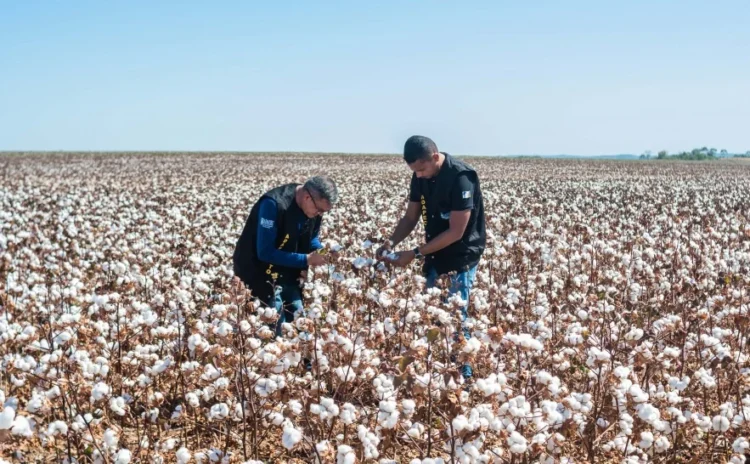 Nova Instrução Normativa redefine calendário de plantio e vazio sanitário do algodão no Tocantins