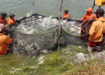 Tocantins registra crescimento de 12,7% na piscicultura e assume 4º lugar no ranking nacional