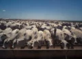 Mercado do boi gordo mantém preços estáveis na maior parte do Brasil