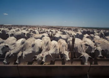Mercado do boi gordo mantém preços estáveis na maior parte do Brasil