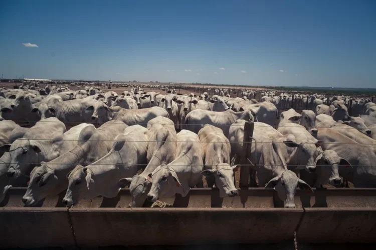 Mercado do boi gordo mantém preços estáveis na maior parte do Brasil