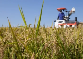 Abertura da Colheita do Arroz 2026 destaca conexão entre campo e mercado em meio à crise do setor