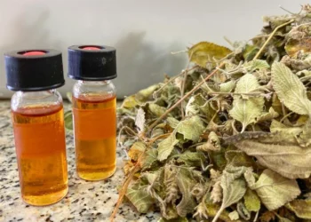 Óleo de planta do Cerrado mostra alta eficácia contra fungos e bactérias em frutas