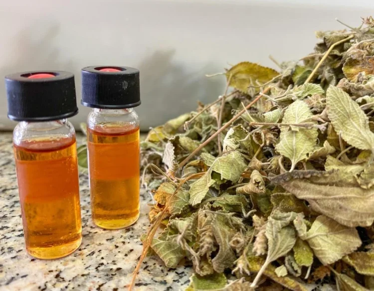 Óleo de planta do Cerrado mostra alta eficácia contra fungos e bactérias em frutas