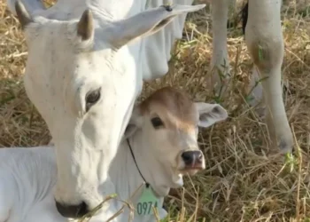 Técnica com colar em bezerros facilita manejo, acasalamento e registros na pecuária