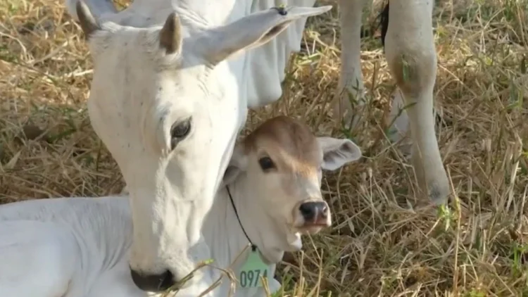 Técnica com colar em bezerros facilita manejo, acasalamento e registros na pecuária