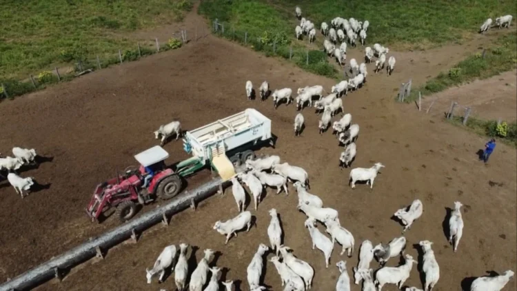Suplemento de baixo consumo eleva ganho de peso nas águas, aponta pesquisador da Embrapa